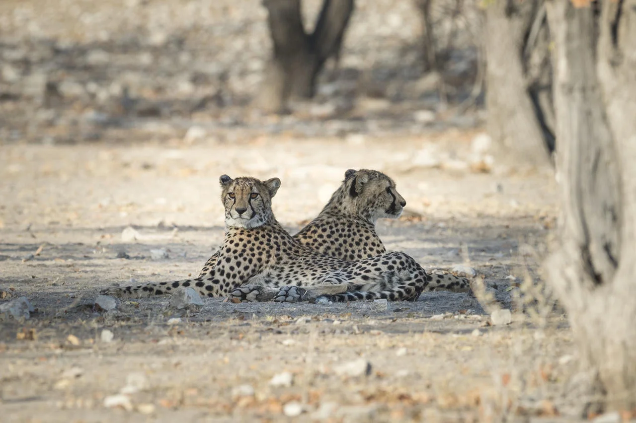 Ongava Tented camp_19a.jpg