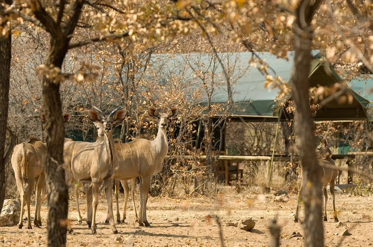 Ongava Tented camp_18.jpg