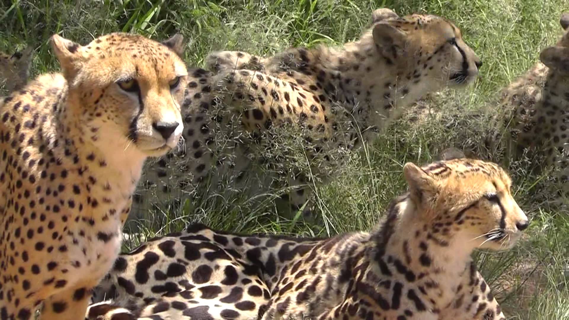africa-photo-safari-cheetah1.jpg