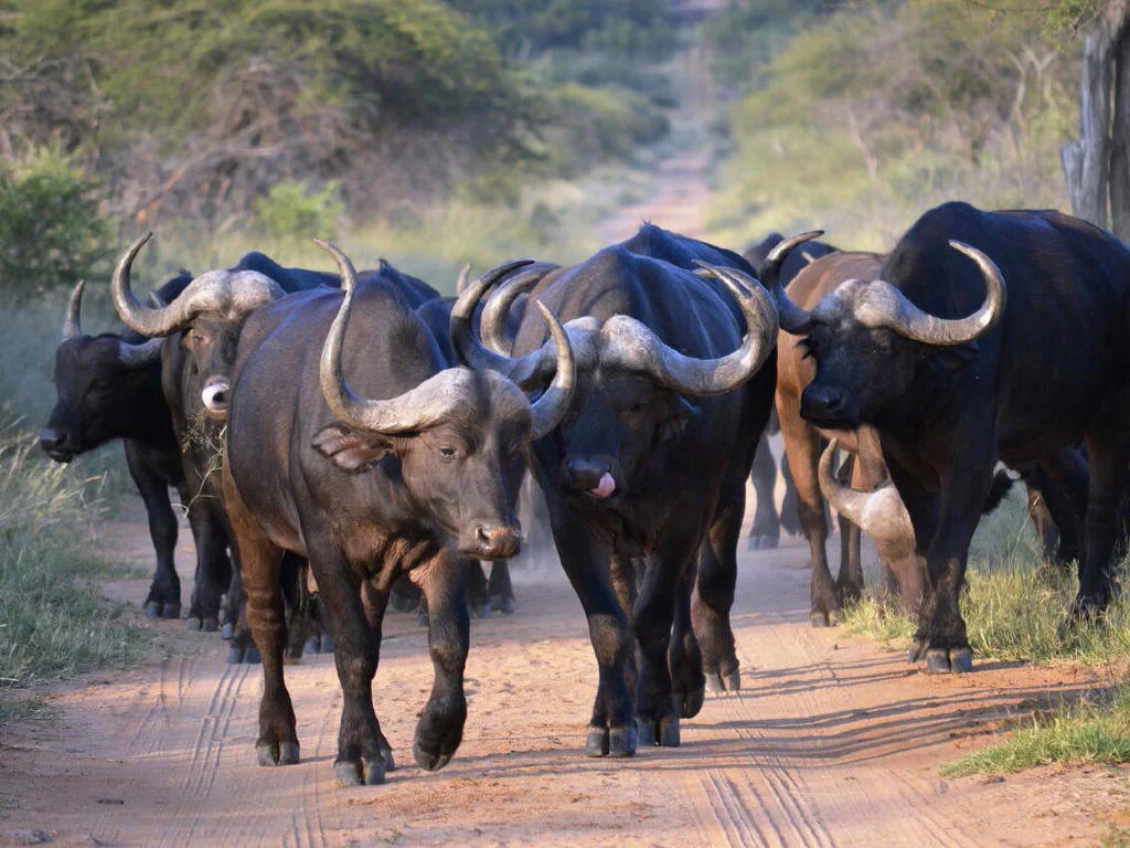 Africa_safari_Bomwaphala2f.jpg