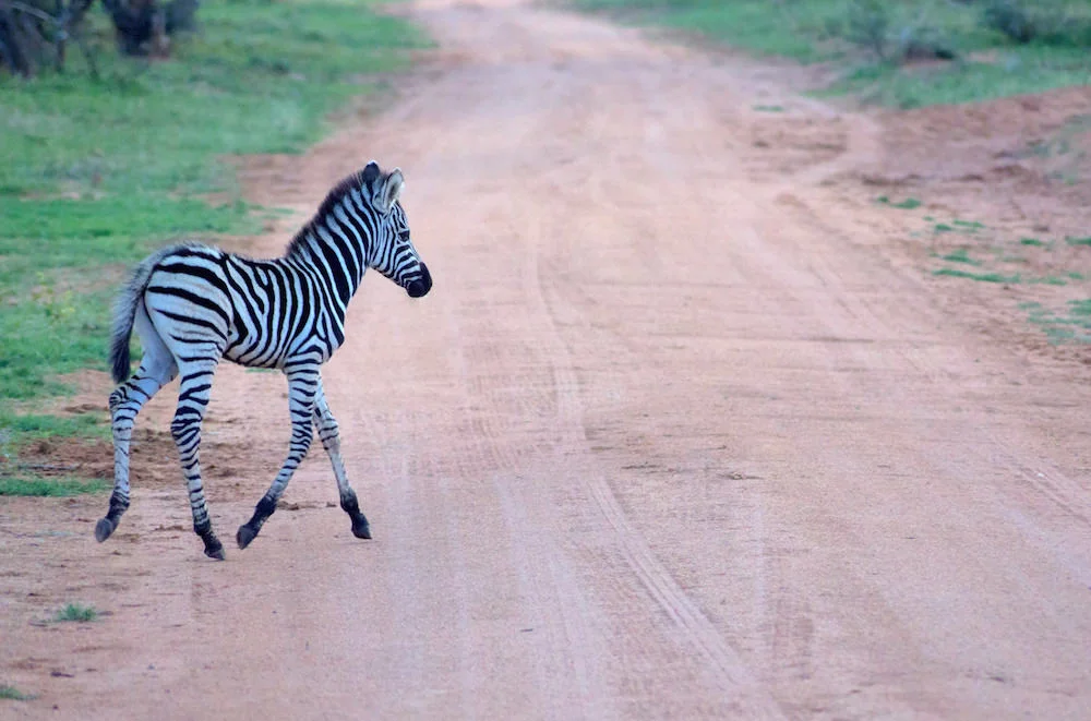 Africa_safari_Bomwaphala6asb.jpg