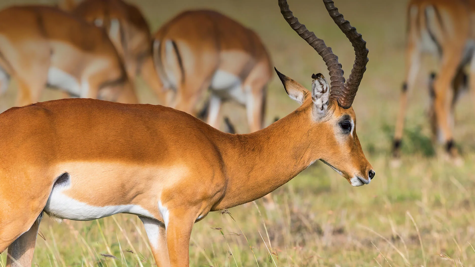 Africa_safari_Bomwaphala6ab.jpg