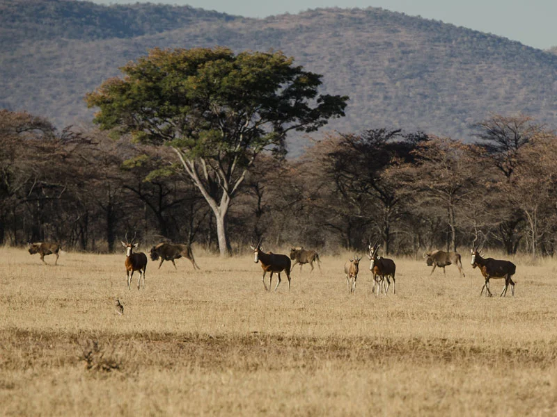 Africa_safari_Bomwaphala10.jpg