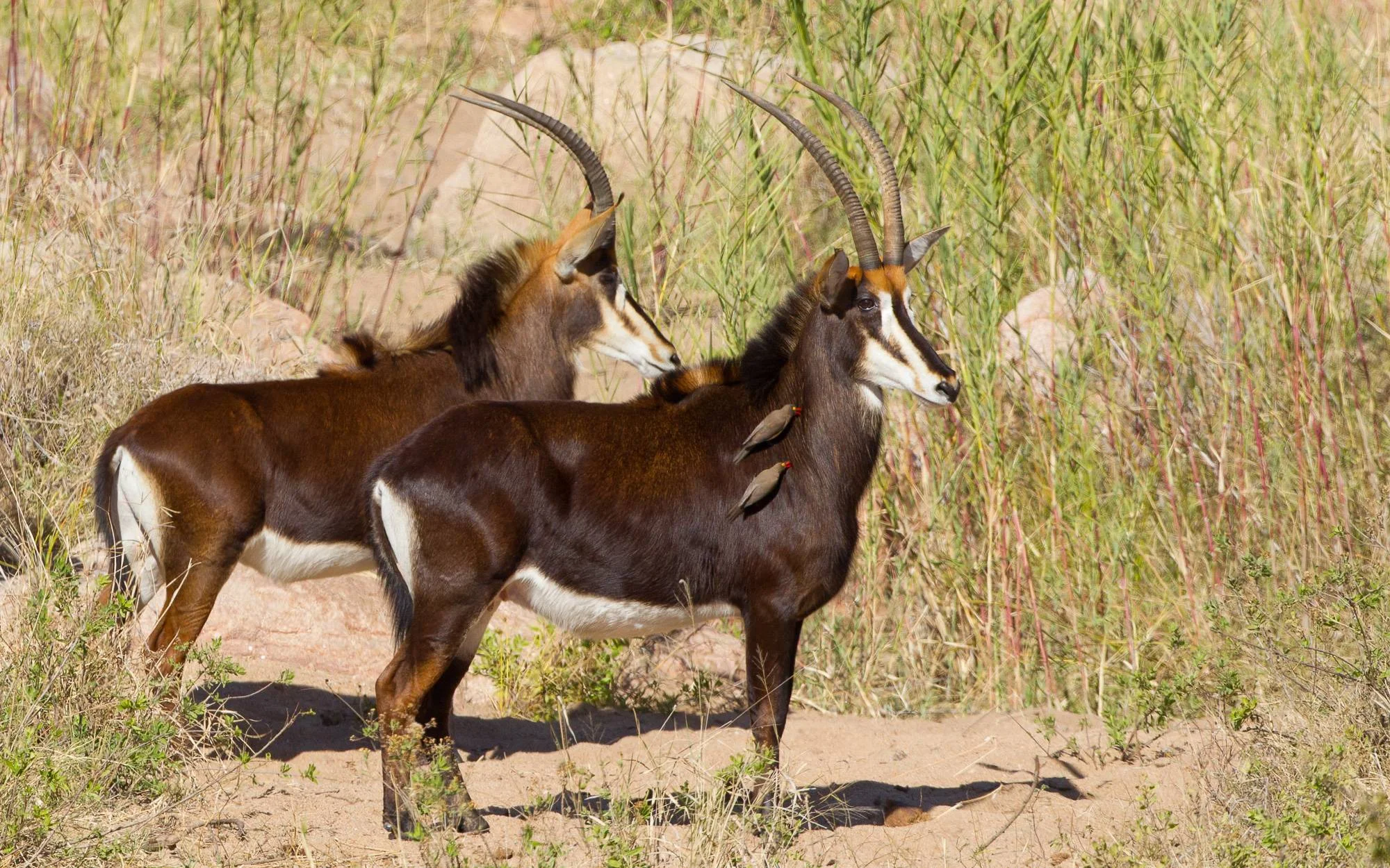 Africa_safari_Bomwaphala10a.jpg