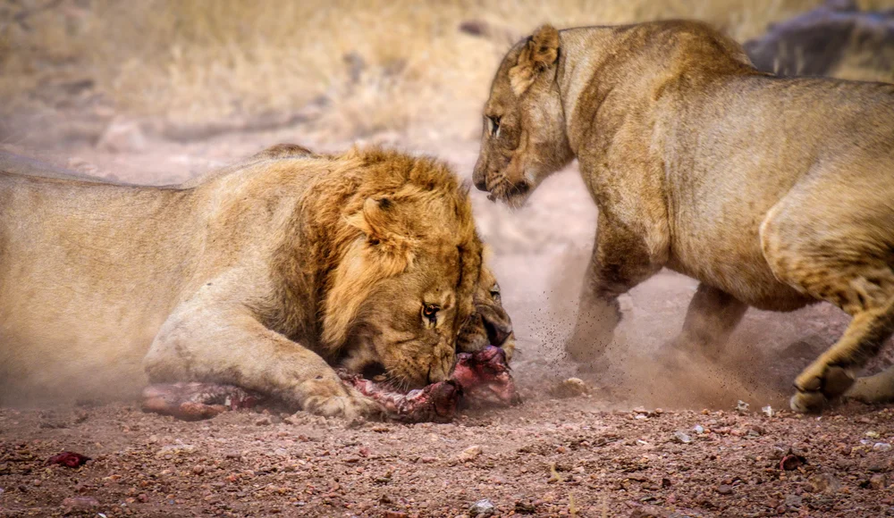 Africa_safari_Bomwaphala22.jpg
