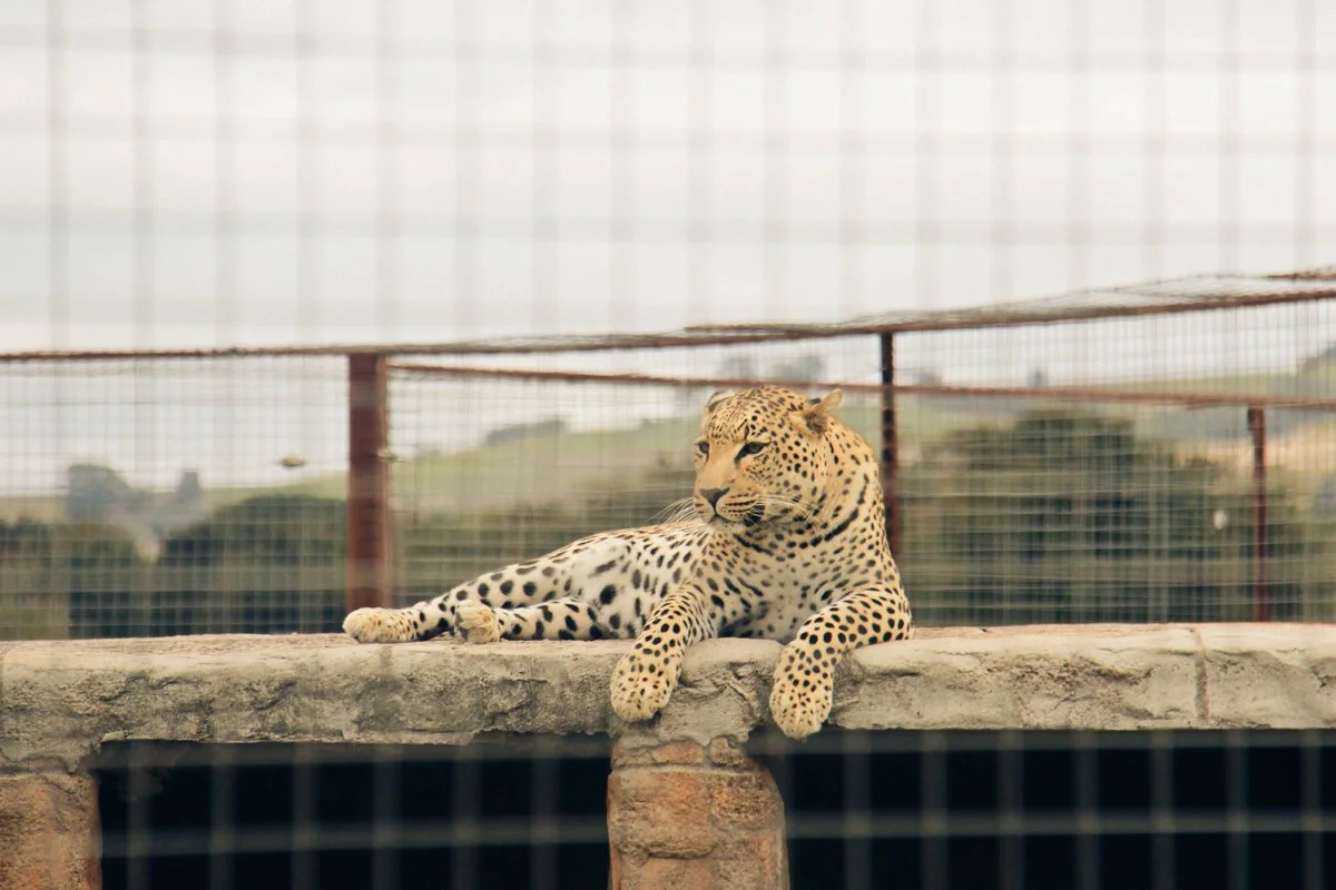 africa-photo-safari-vredenheim5.jpg
