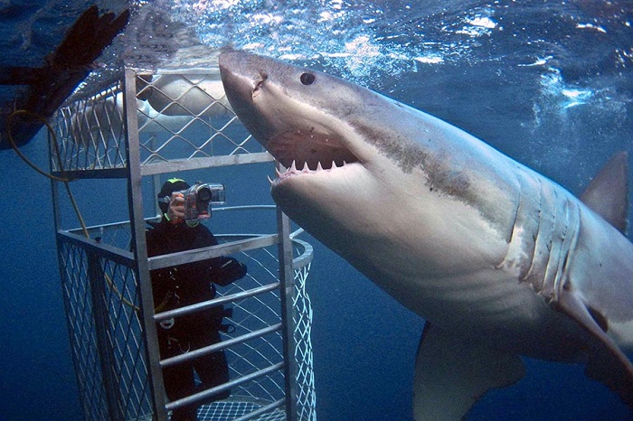 cage_diving.jpg