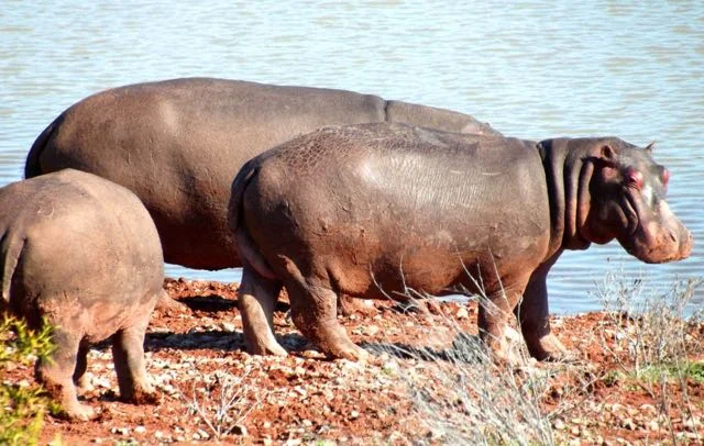 Elephants River Photo Camp7.jpg
