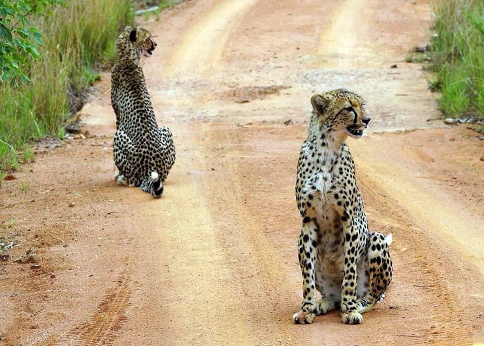 africa-photographic-safaris-11.jpg