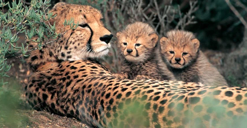 africa-photographic-safaris-4.jpg