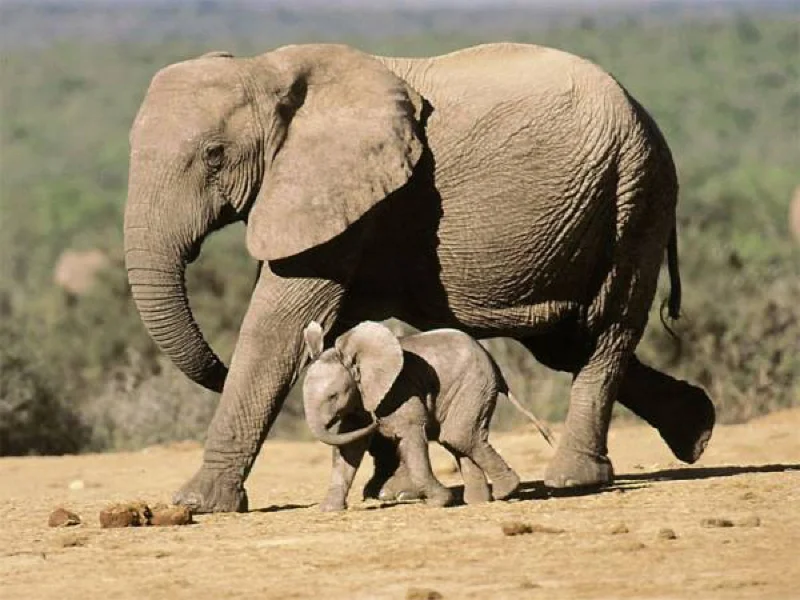 Africa Photo Safari hotel Elephants11.jpg