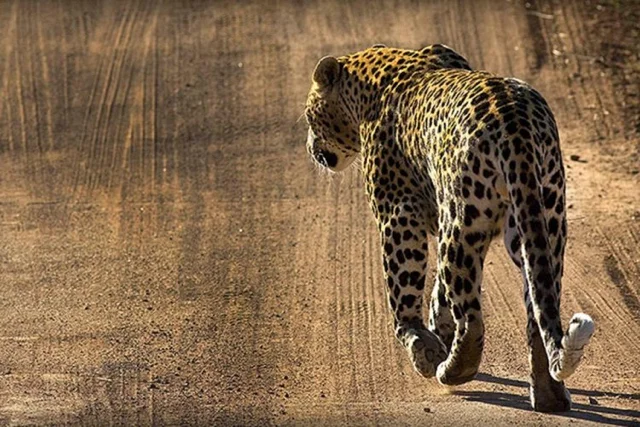 safari in africa9.jpg