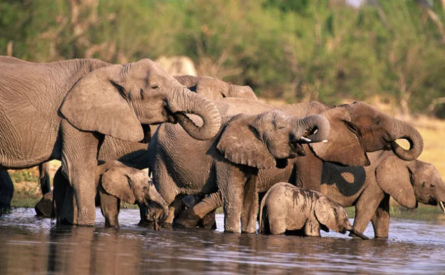 safari in africa moremi22.jpg