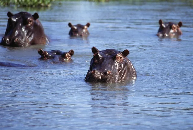safari in africa moremi21.jpg
