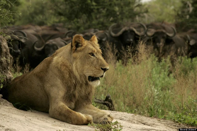 safari in africa moremi9.jpg