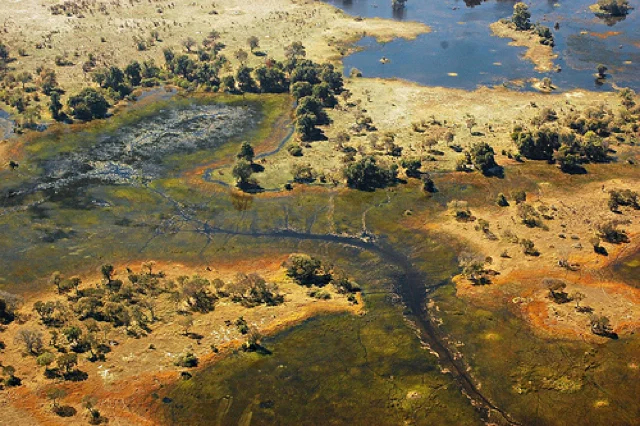 safari in africa moremi7.jpg