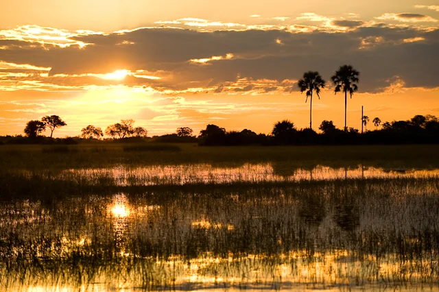 safari in africa moremi5.jpg