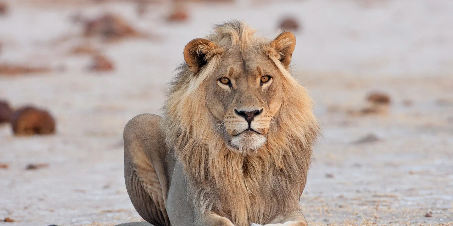 safari in africa makgadikgadi 3aaa.jpg