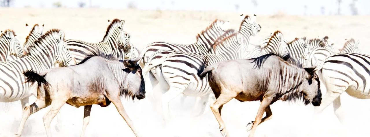 safari in africa makgadikgadi 15.jpg