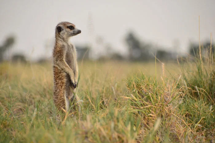 safari in africa makgadikgadi 11.jpg