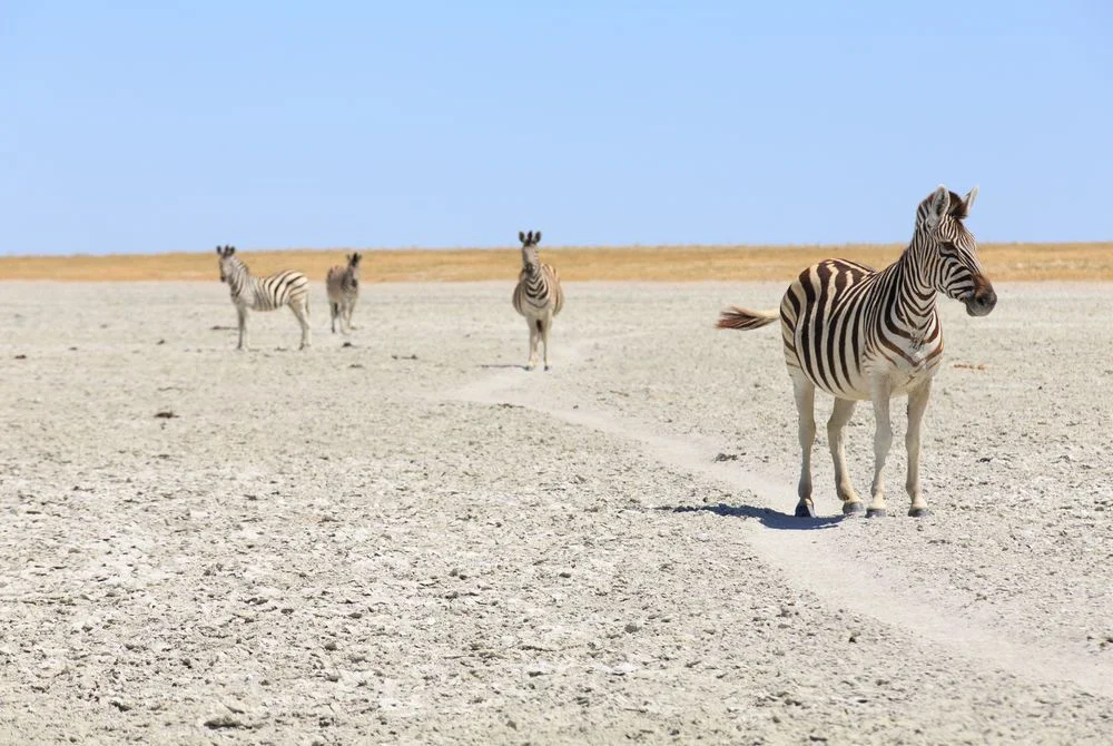 safari in africa makgadikgadi 8.jpg