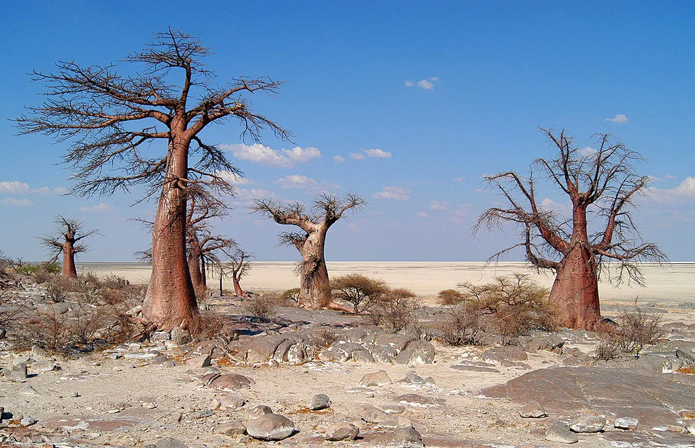 safari in africa makgadikgadi 2.jpg