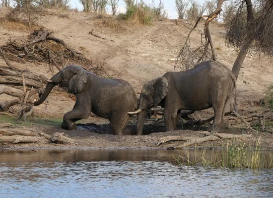 safari in africa makgadikgadi acc 7fa.jpg
