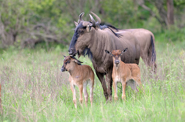 africa photo safari Kruger park9.jpeg
