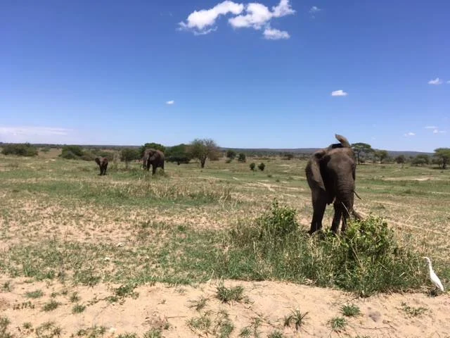 africa photo safari-tanzania116.jpg