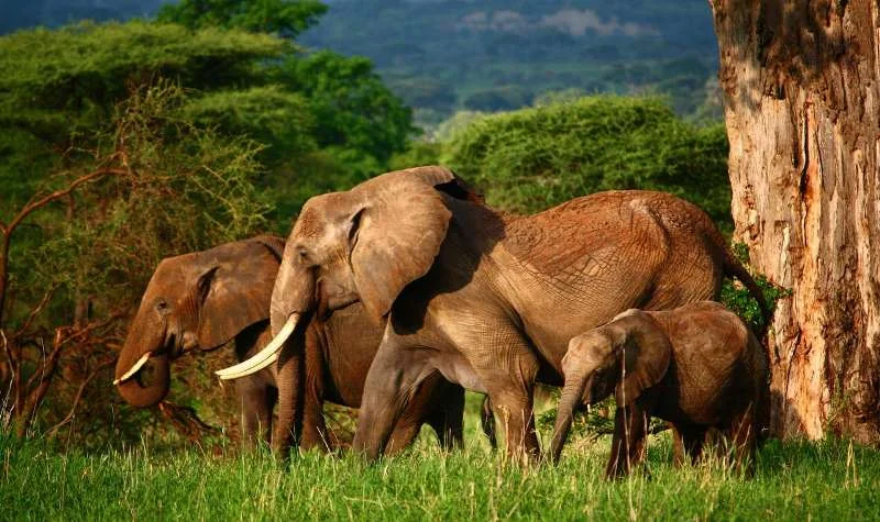 africa photo safari-tarangire-park7s.jpg