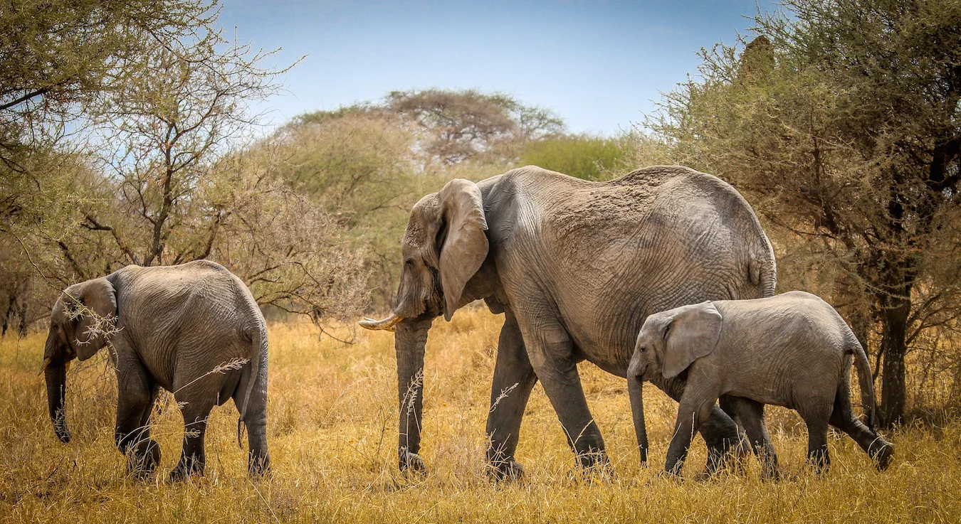 africa photo safari-tarangire-park15.jpg
