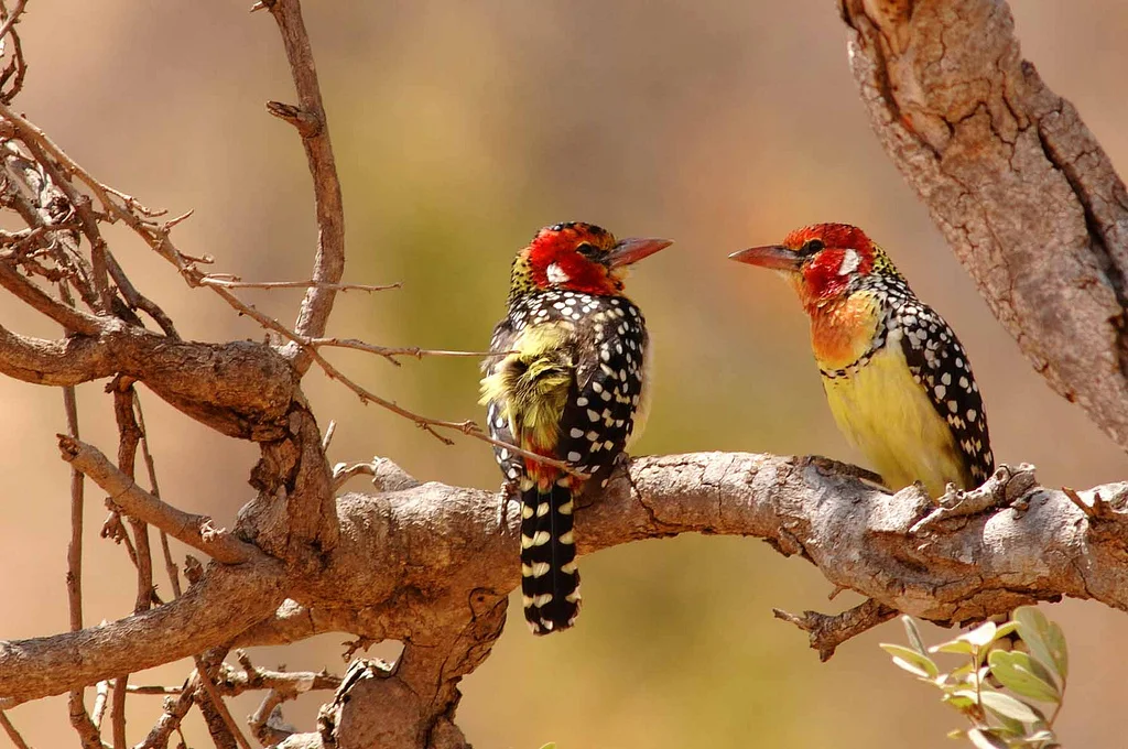 africa photo safari-tarangire-park6.jpg