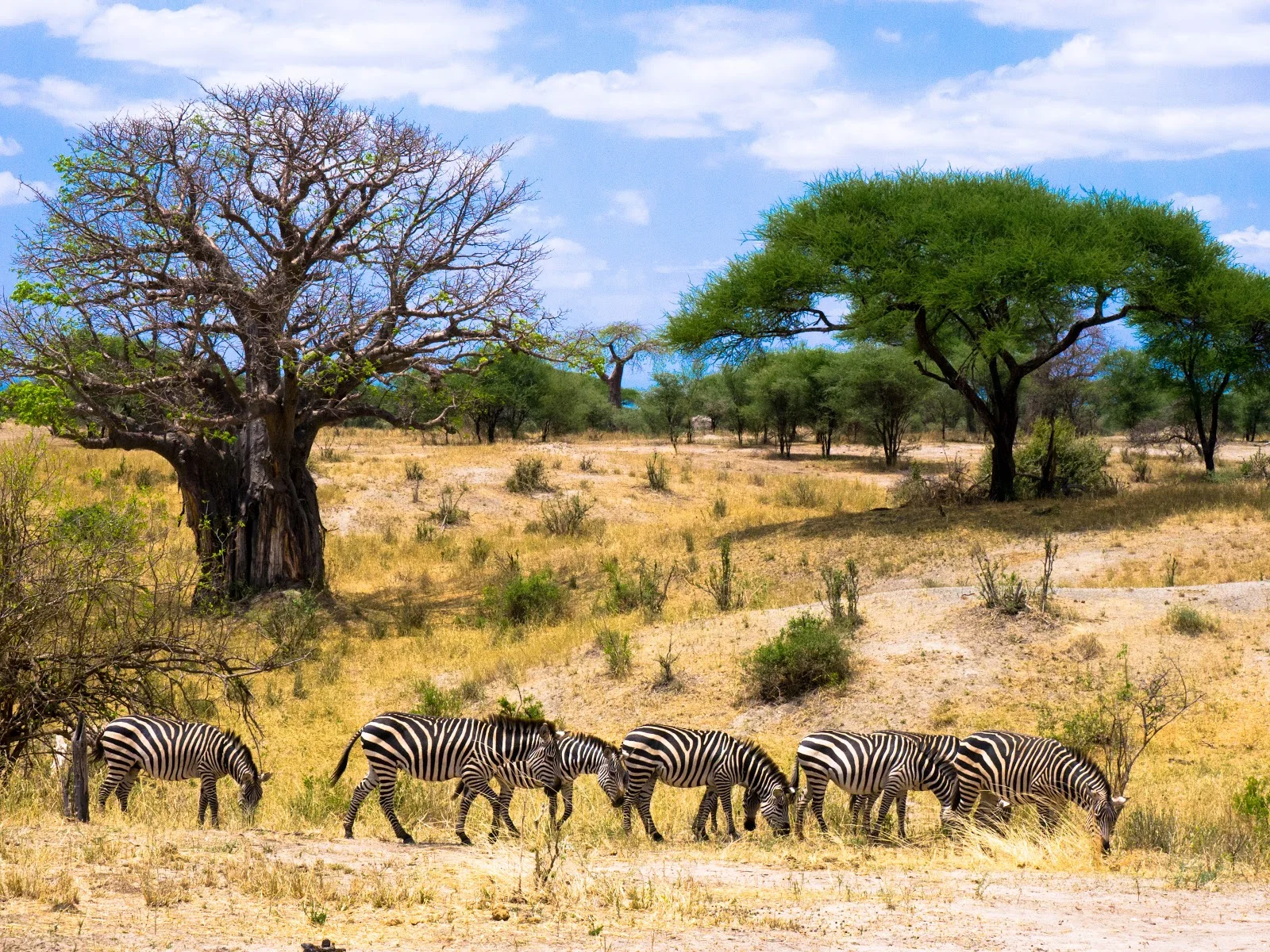 africa photo safari-tarangire-park7.jpg