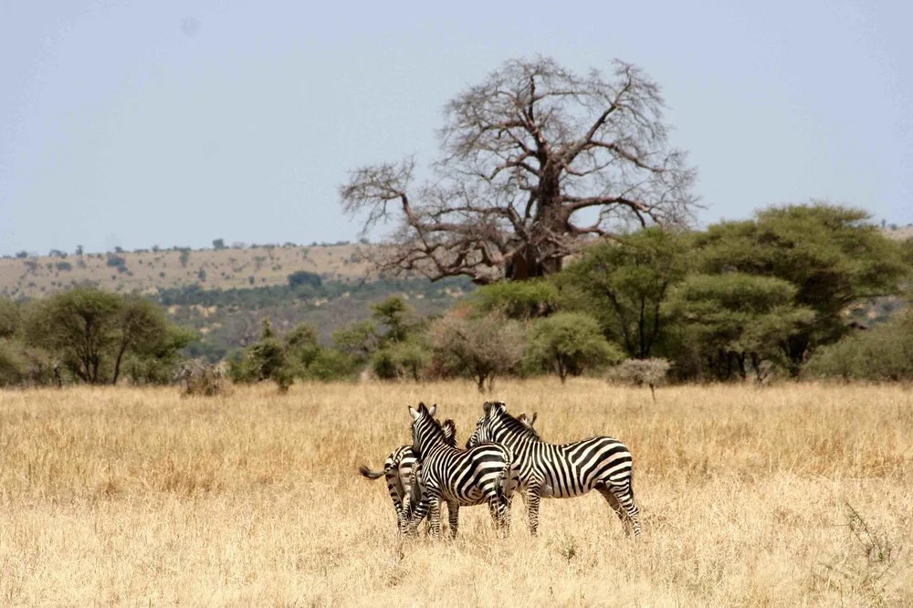 Africa_photo_Safari_Tanzania_TarangirePark_1.jpg