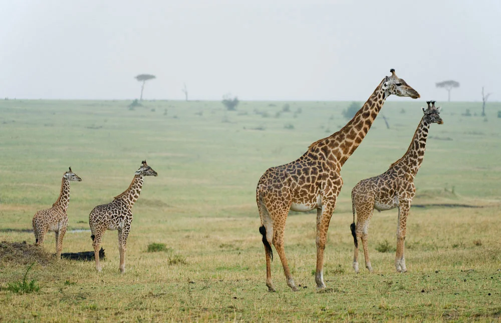 Africa_photo_Safari_Tanzania_TarangirePark_9.jpg