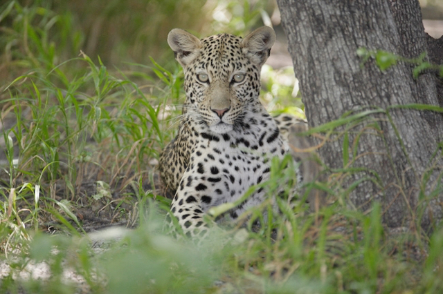africa photo safari botswana camp16.jpg