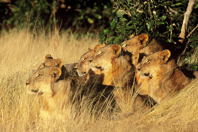 africa photo safari botswana camp13.jpg