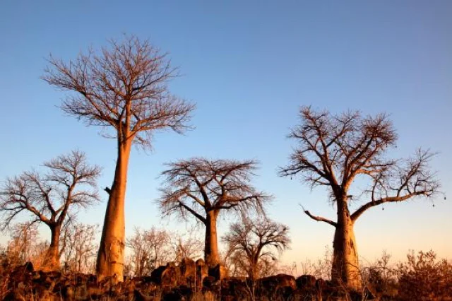 africa photo safari botswana-07G5.jpg