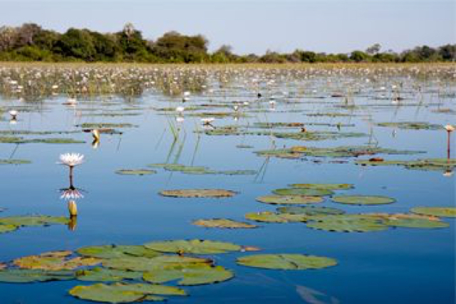 africa photo safari botswana-05g23.jpg