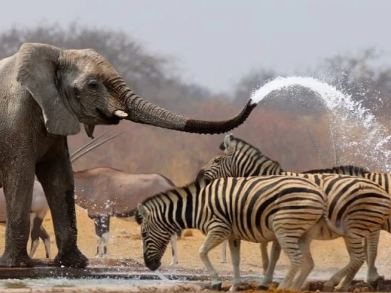 africa photo safari etosha1.jpg