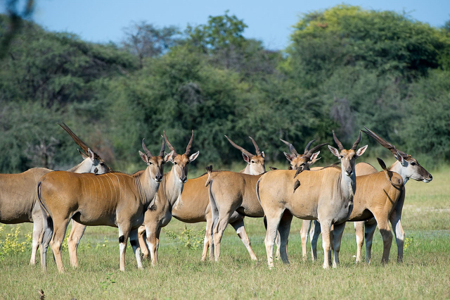 africa photo safari hwange-01118.jpg