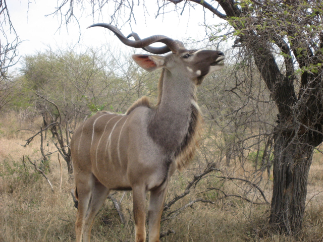 africa photo safari hwange-01101.jpg