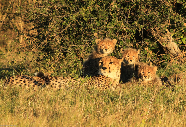 africa safari Zimbabwe16.jpg