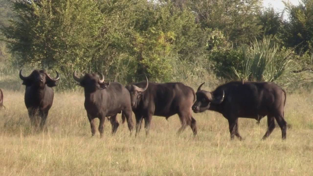 africa safari Zimbabwe12.jpg