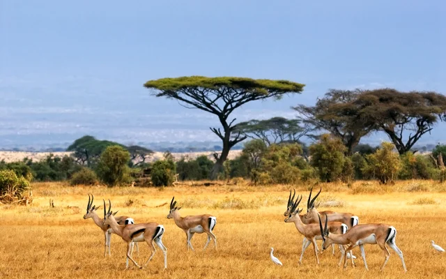 africa safari 16.jpg