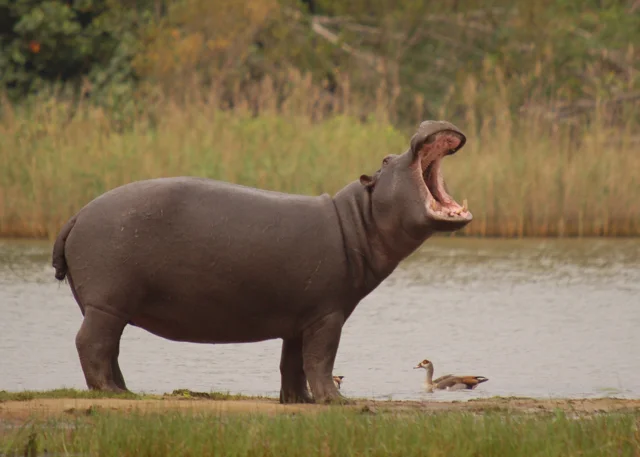 africa safari 6.jpg