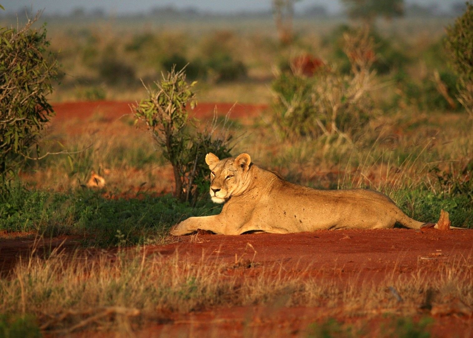 africa safari masai mara 19.jpg