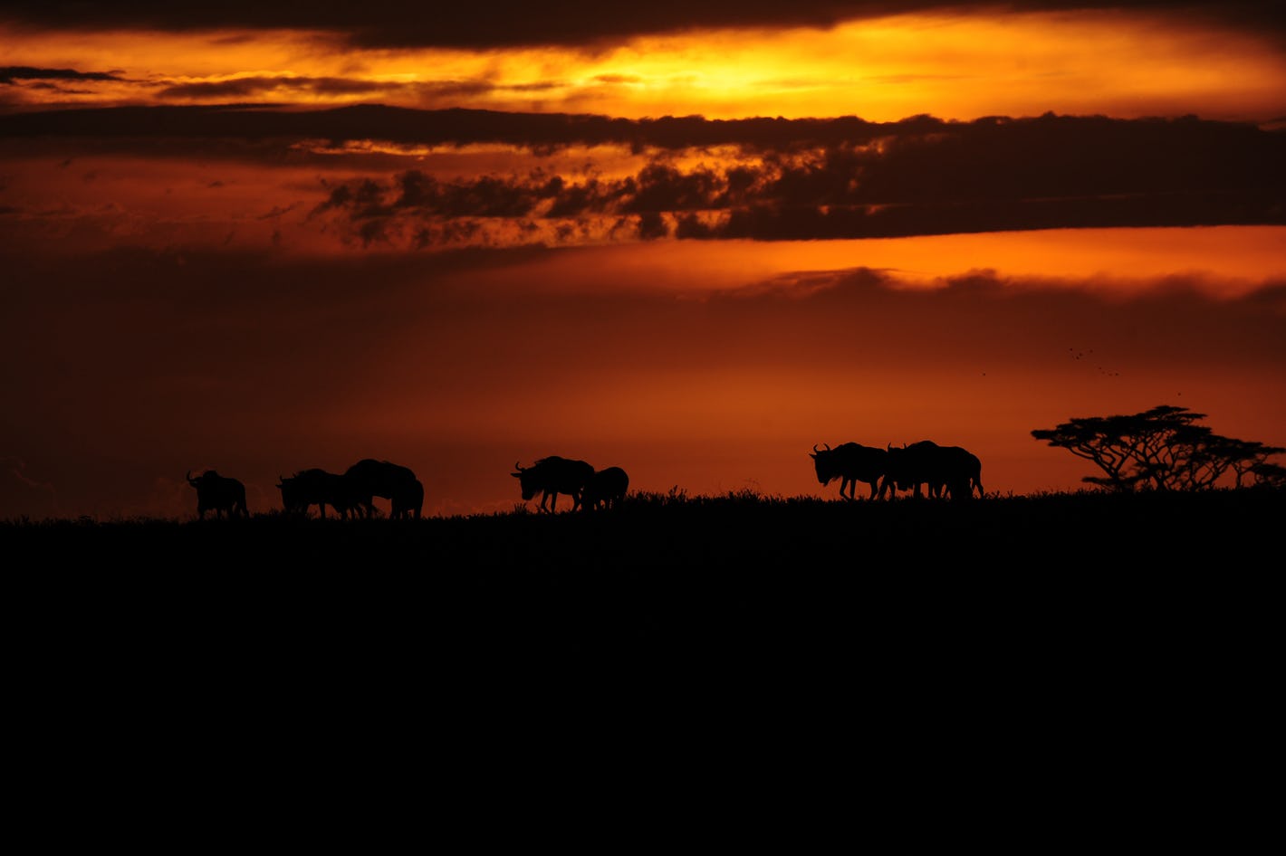 africa safari central serengeti 8.jpg