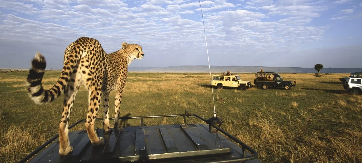 africa safari cheetah.jpg