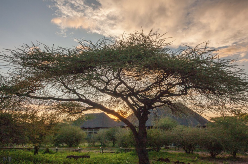 africa safari chobe126.png